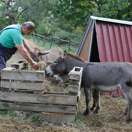 Agriturismo L'Accolta تورو سول تراسيمينو المظهر الخارجي الصورة